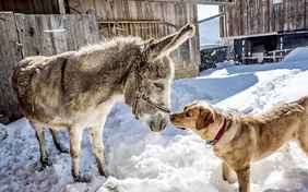 Erstmal beschnuppern... - Foto: Bethel Fath